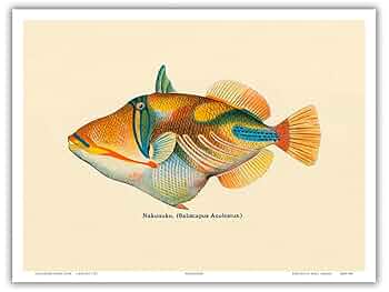 【希少】HAWAIIAN FISHESハワイの魚の画集　洋書 希少】HAWAIIAN FISHESハワイの魚の画集 洋書